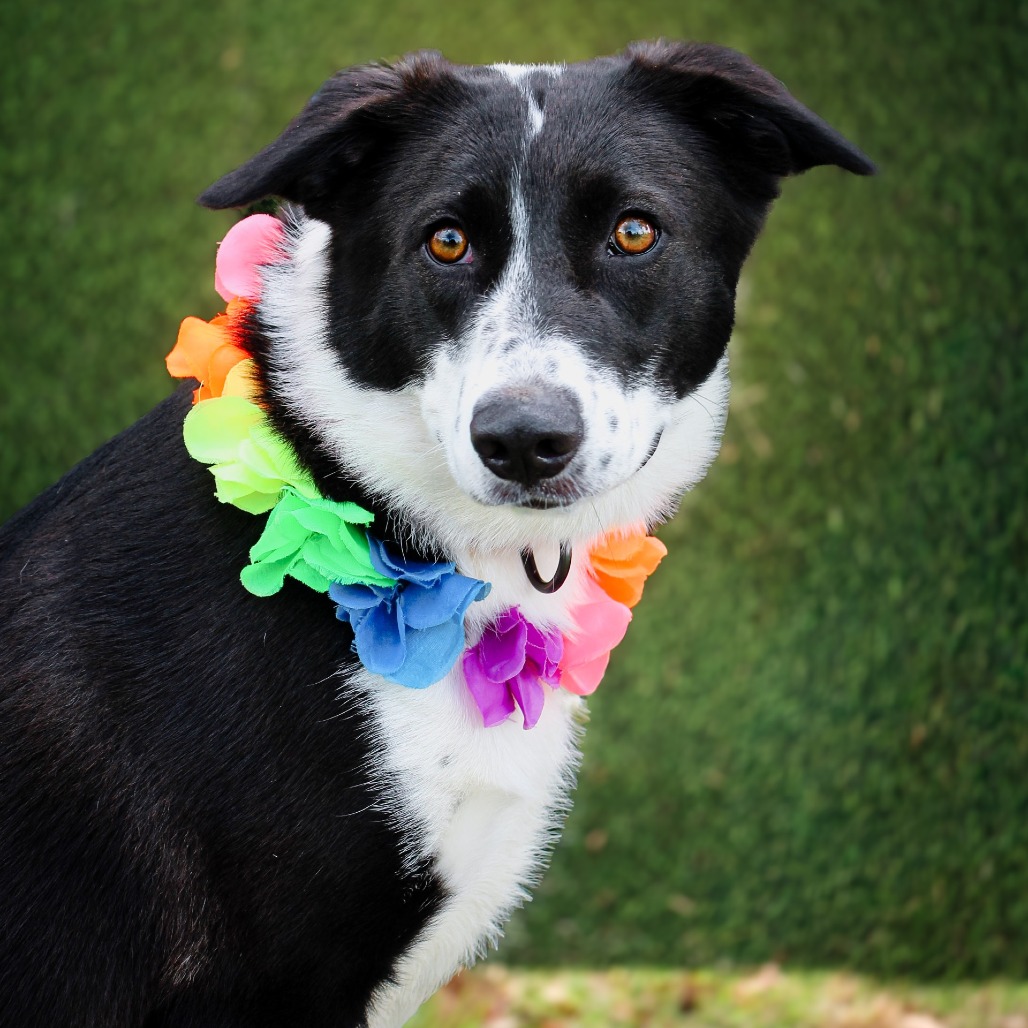 Truly, an adoptable dog at SPCA-BC