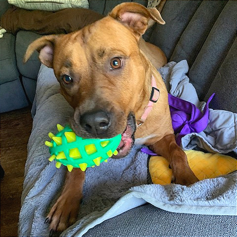 Elsie, photo 2
