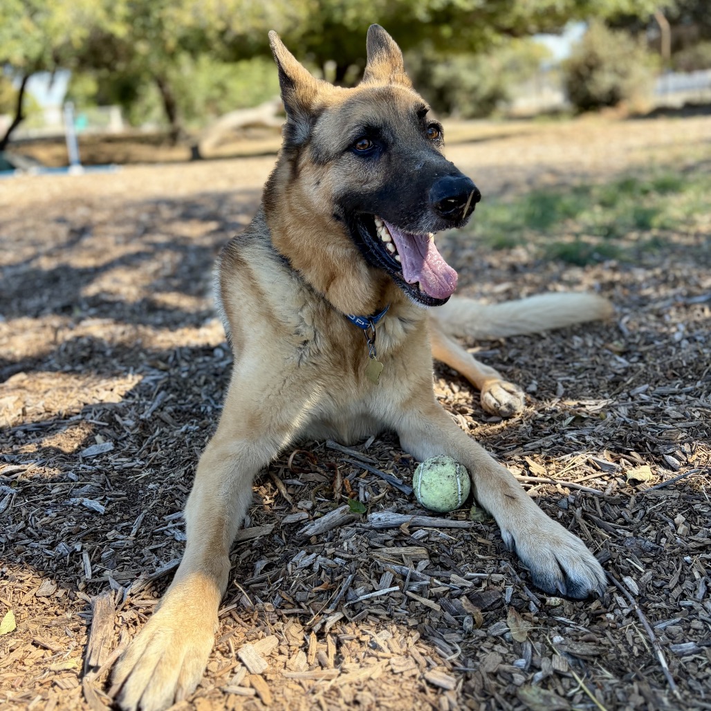 BUDDY, photo 7