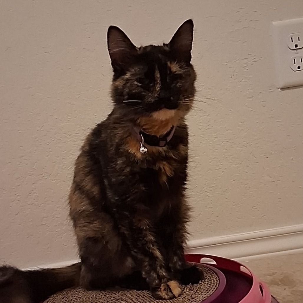 Artemis, photo 4