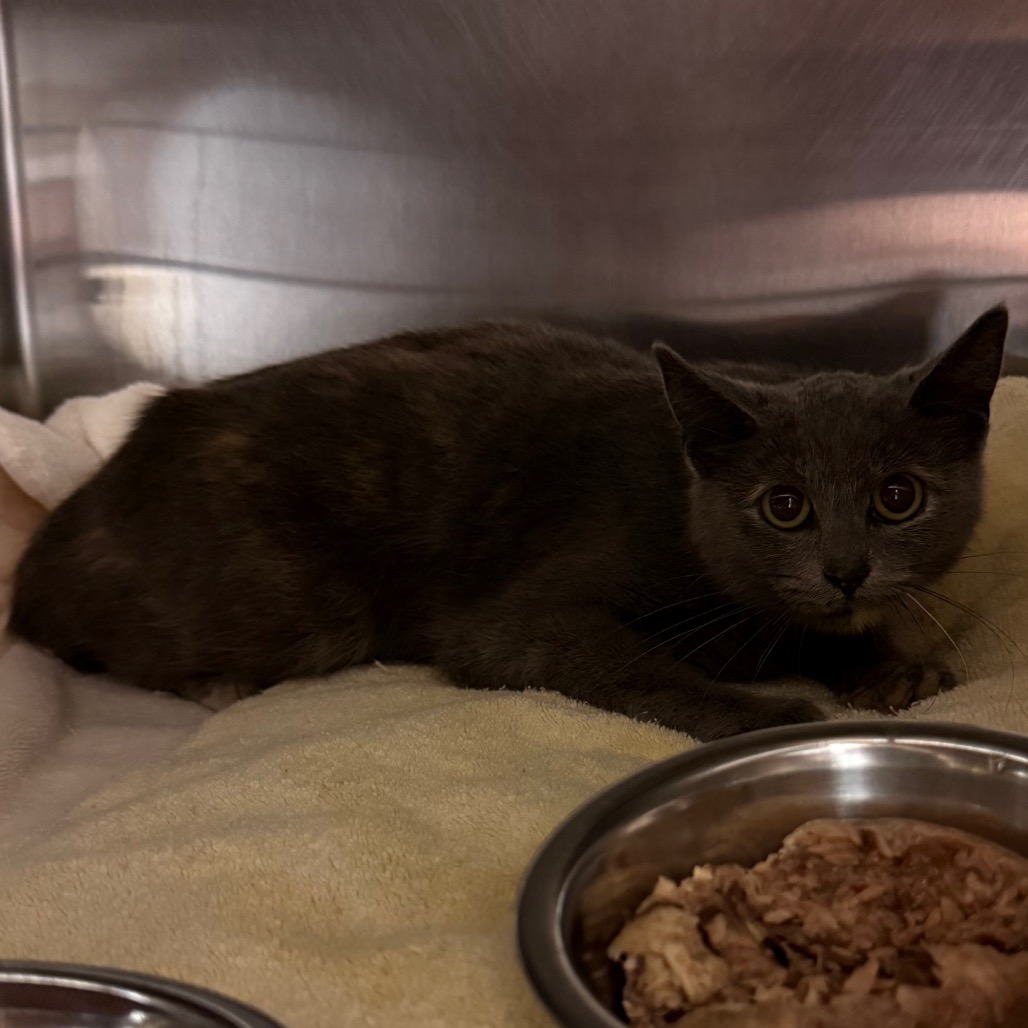 Photo of PGH-Stray-119992