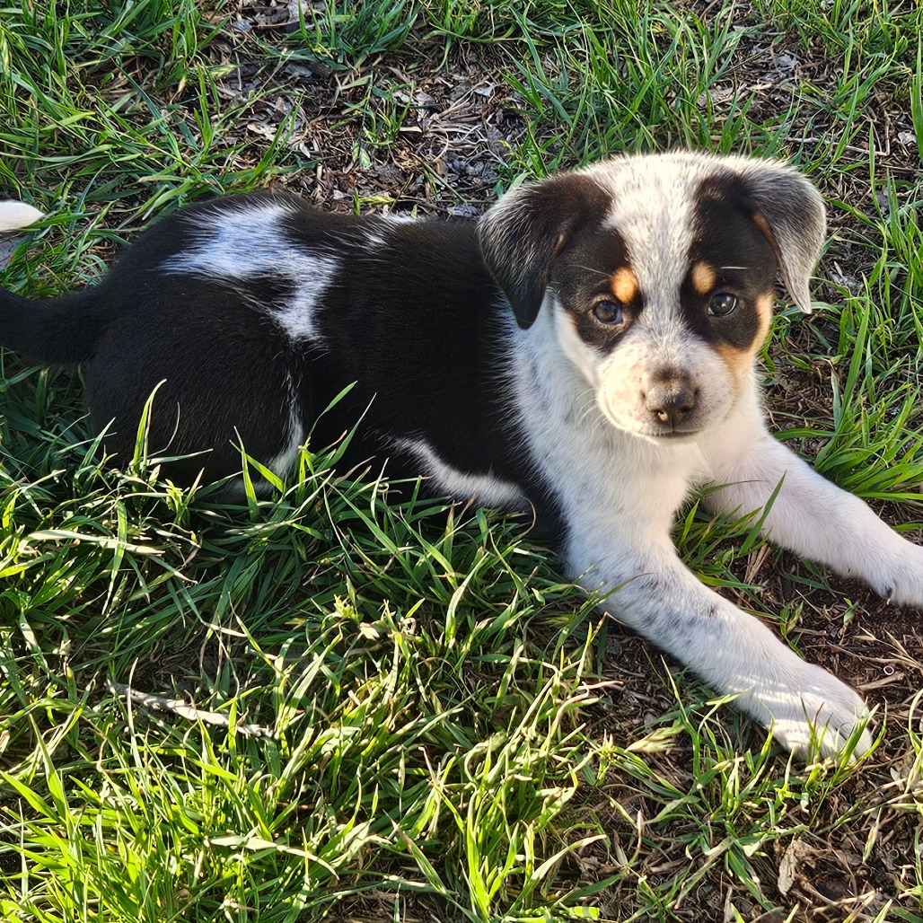 Twix — thumbnail 5