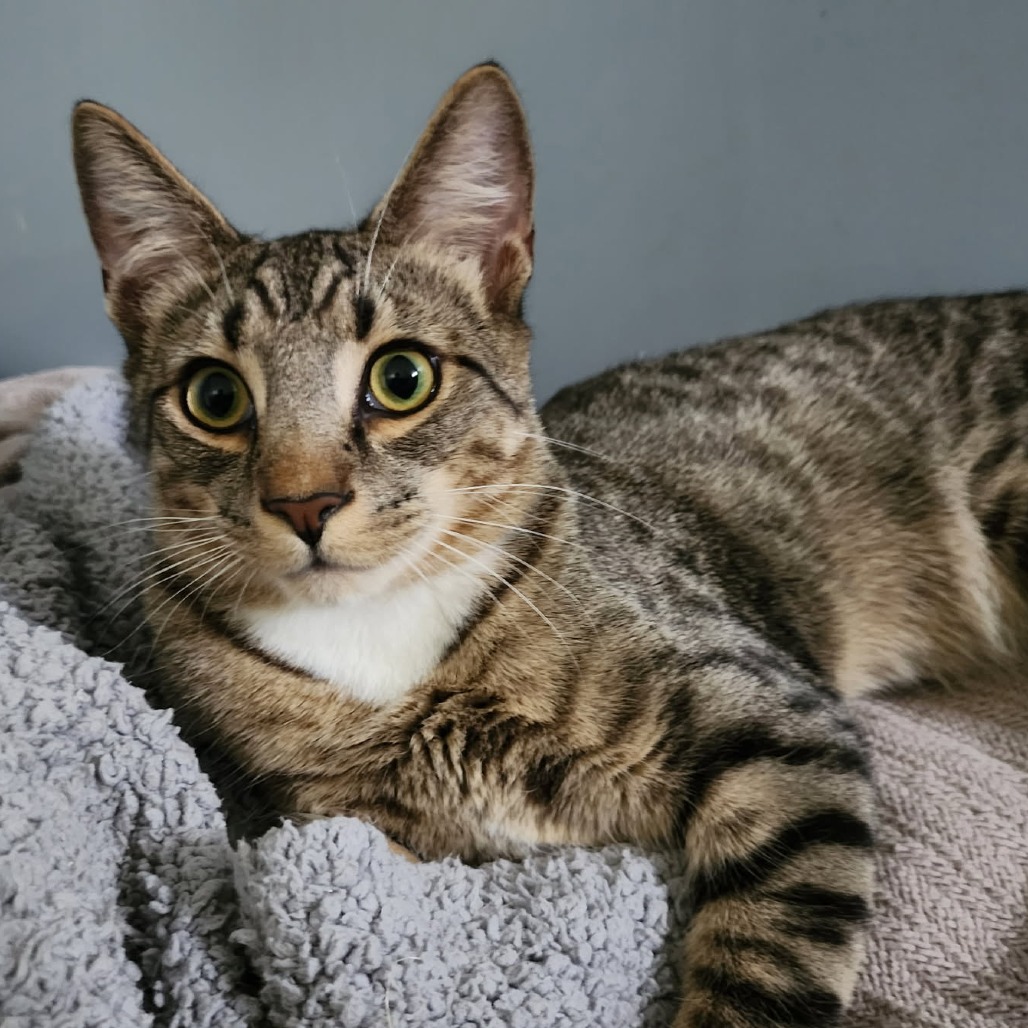 SHERLOCK - Domestic Shorthair available for adoption