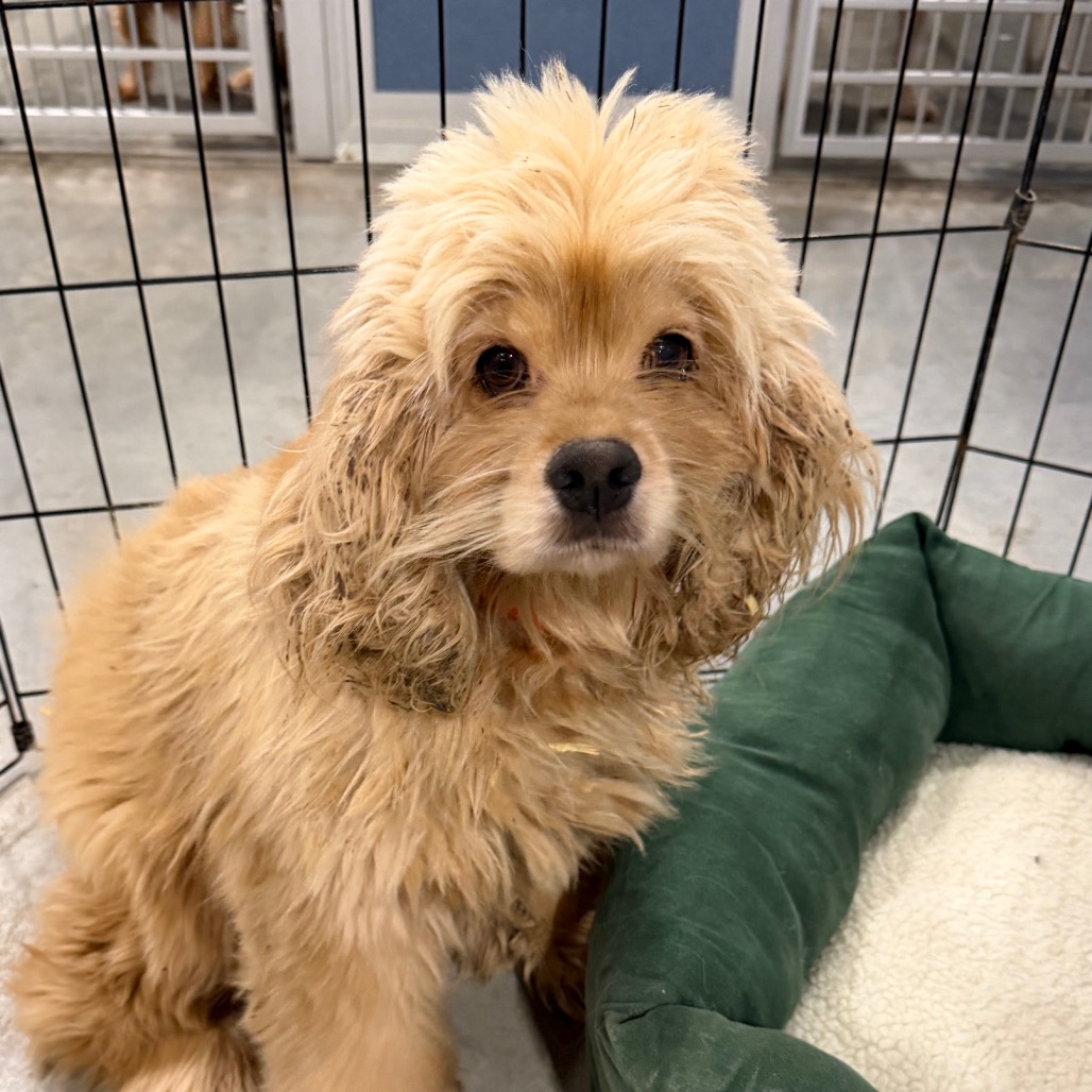 KEELY - MISSOURI (AG26-83) - Spaniel / American Cocker available for adoption