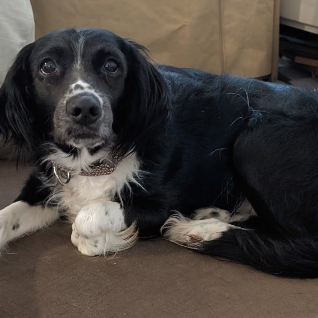 MACARON - Mixed Breed (Medium) available for adoption