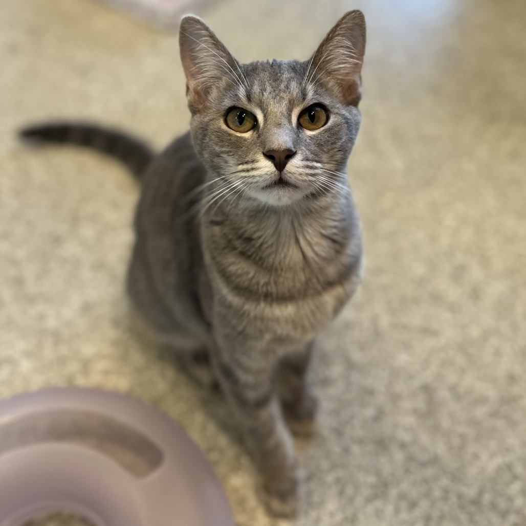 LEMON - Domestic Shorthair available for adoption