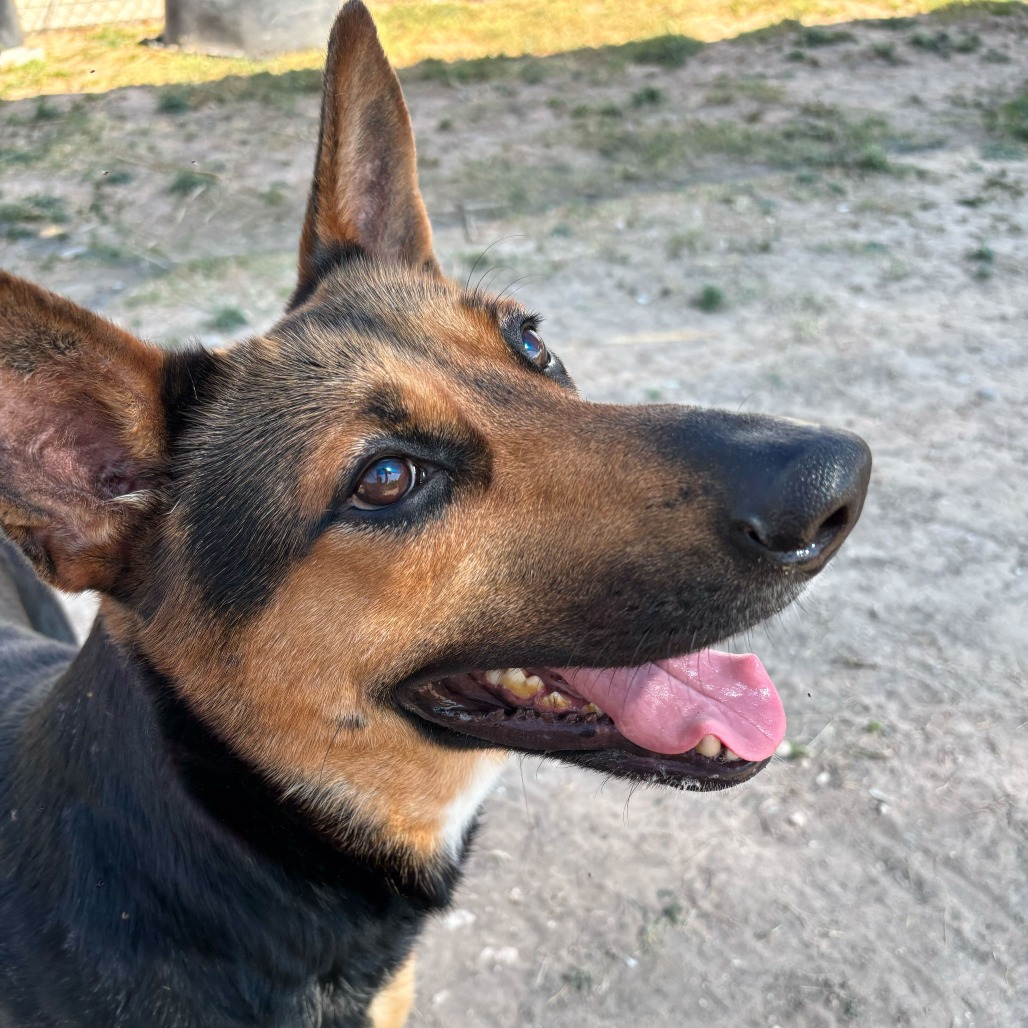 Mirabel , available for adoption at PVAS