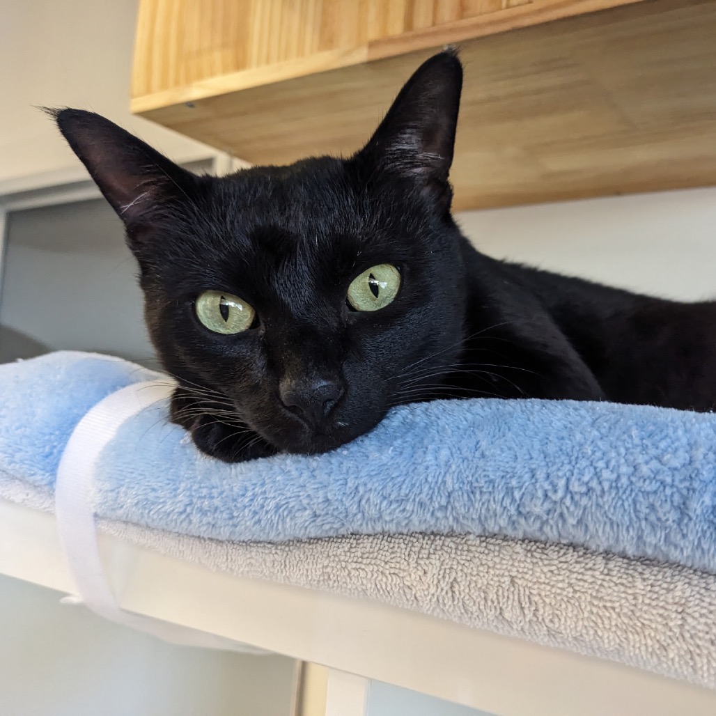 Taro - Domestic Shorthair