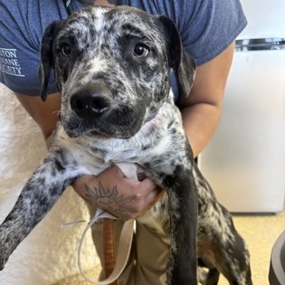 BENJI - Catahoula Leopard Dog / Mix available for adoption