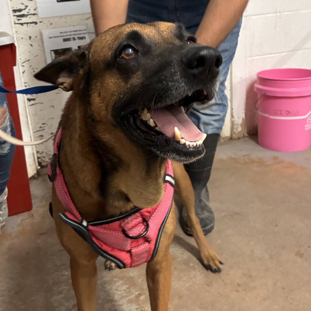 SCOOBY - Malinois, Belgian / Mixed Breed (Medium) available for adoption