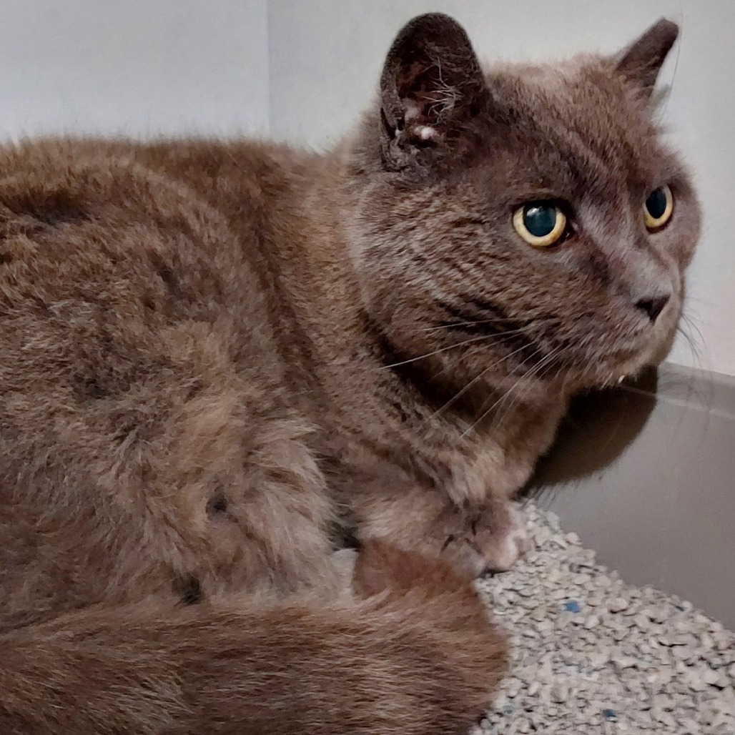 STARFIRE - Domestic Medium Hair available for adoption