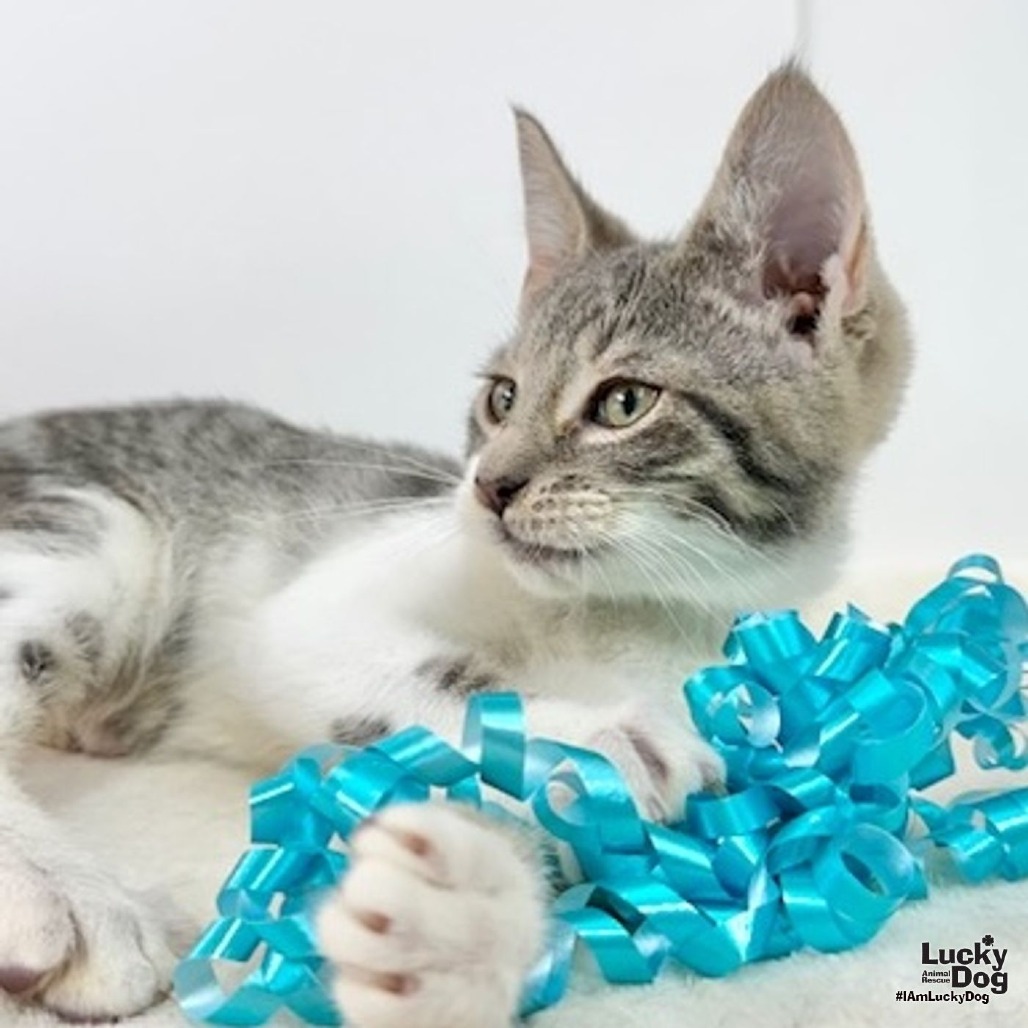 BENJI - Domestic Shorthair available for adoption