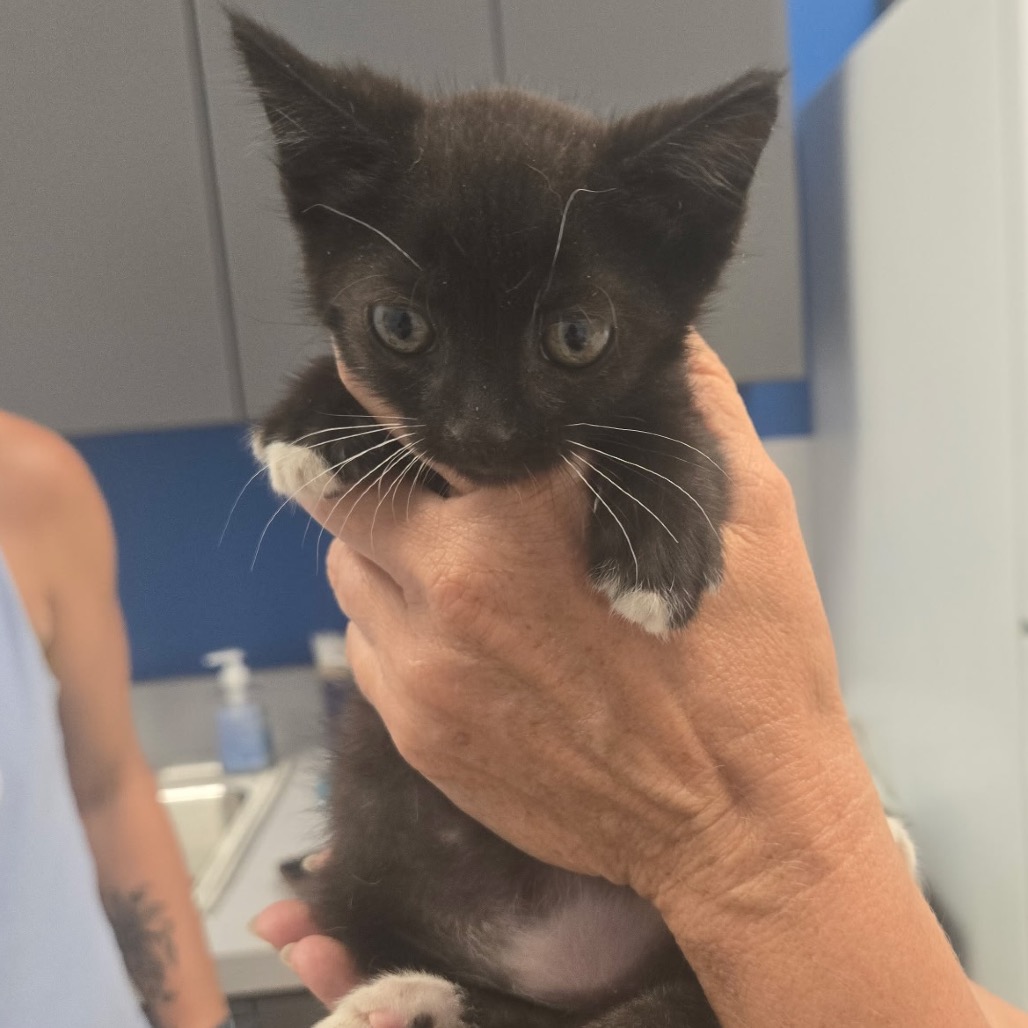 SPARKY - Domestic Shorthair available for adoption