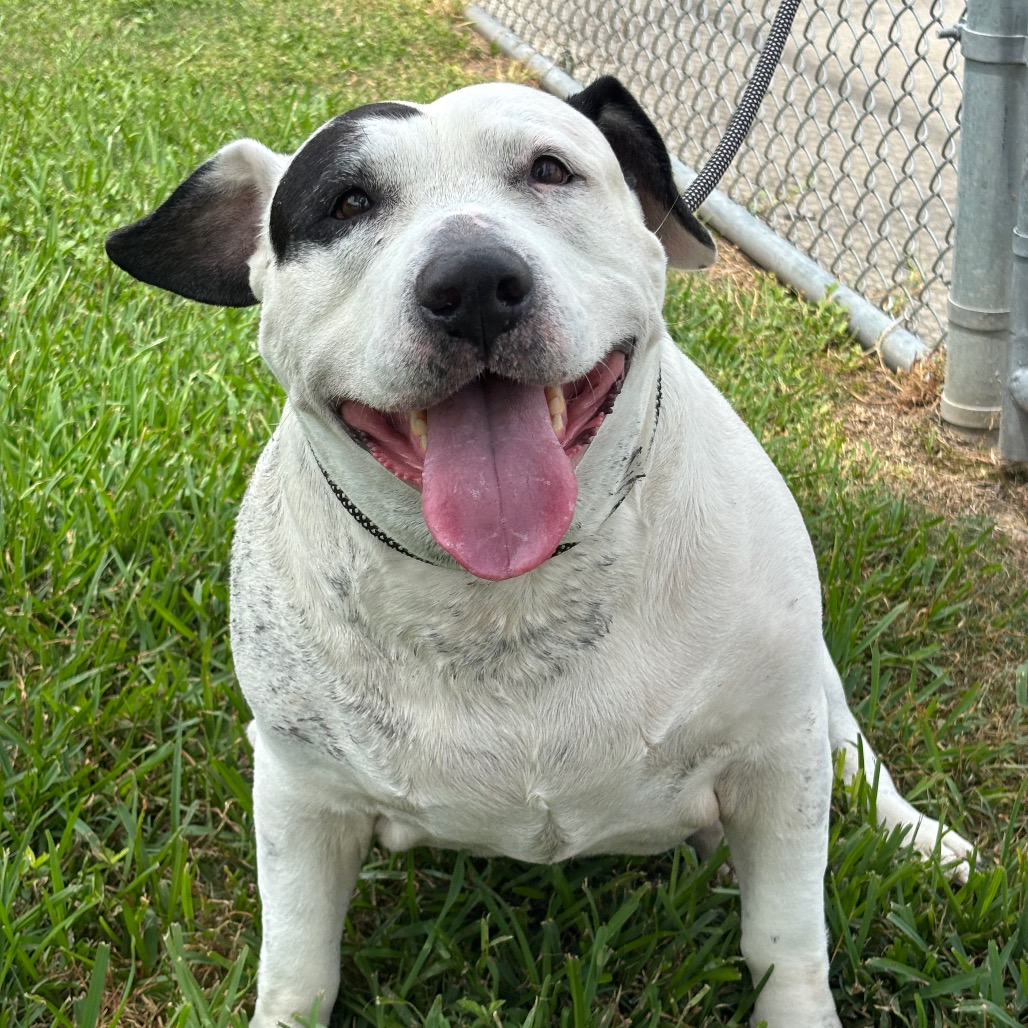 PAMELA - Terrier, American Pit Bull / Mixed Breed (Medium) for adoption in League City