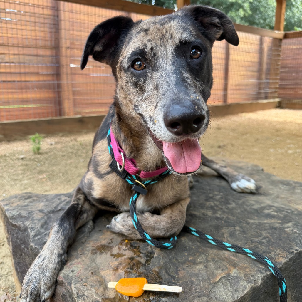 GIGI - Catahoula Leopard Dog / Mix available for adoption