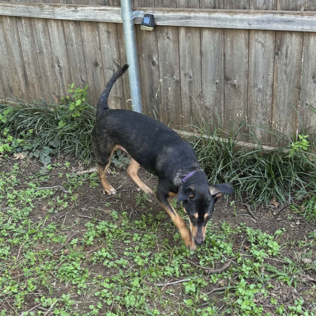 Photo of Milo