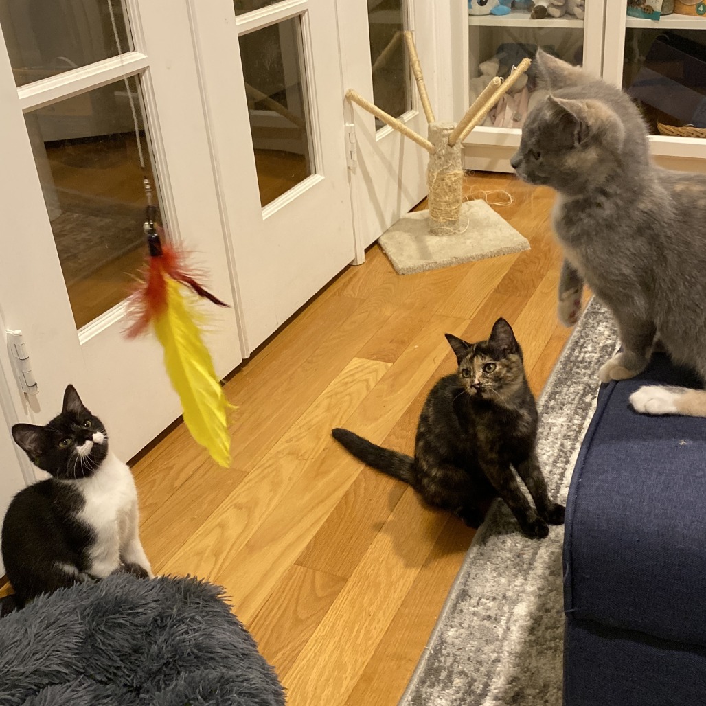 Sylvie — thumbnail 3