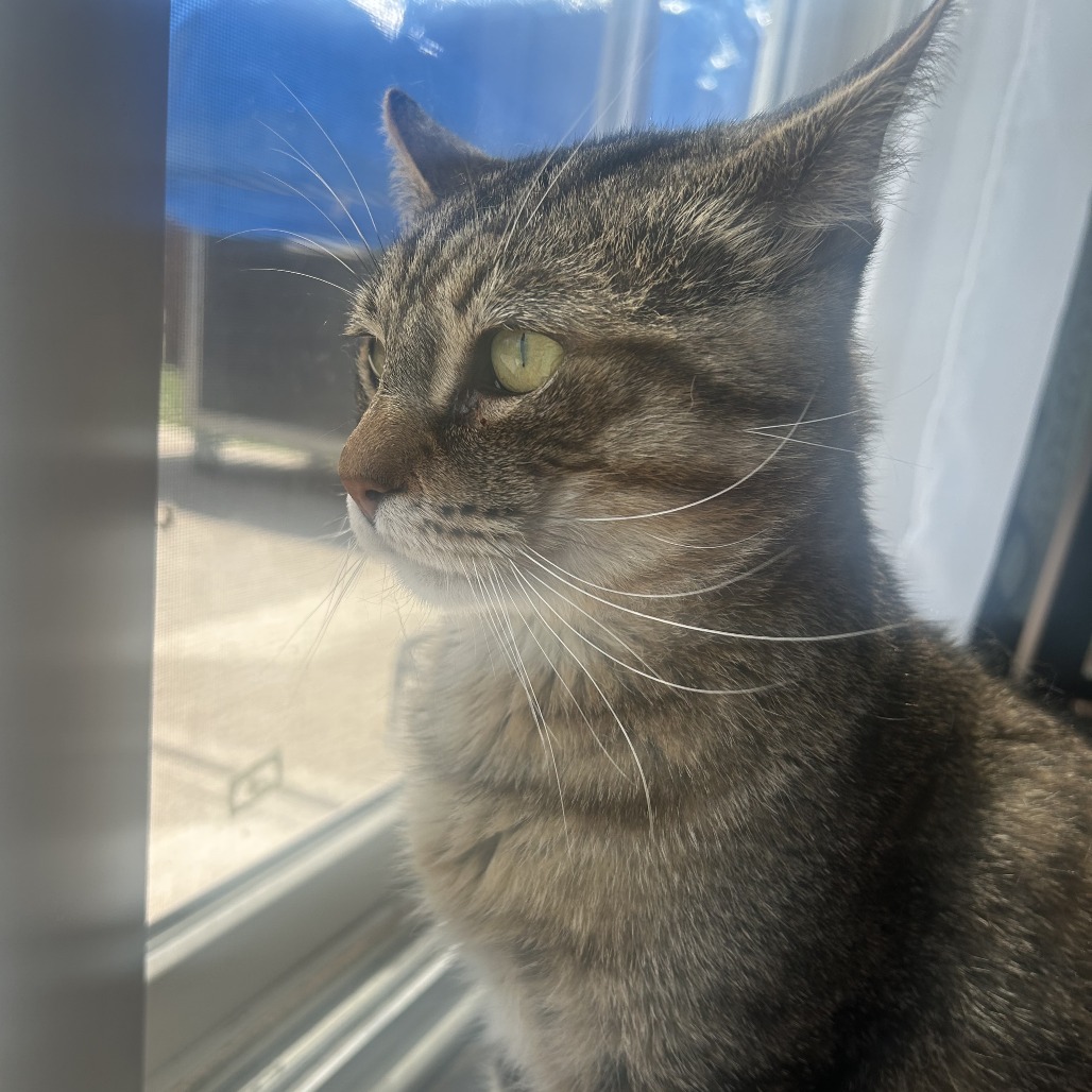 El gato