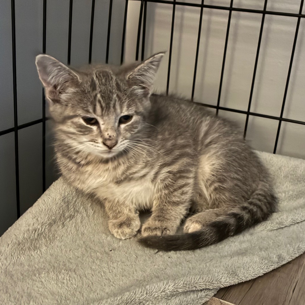 Claire, an adoptable cat