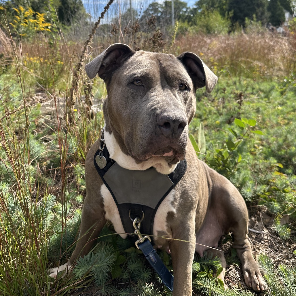 DIOR - Mixed Breed (Large) available for adoption