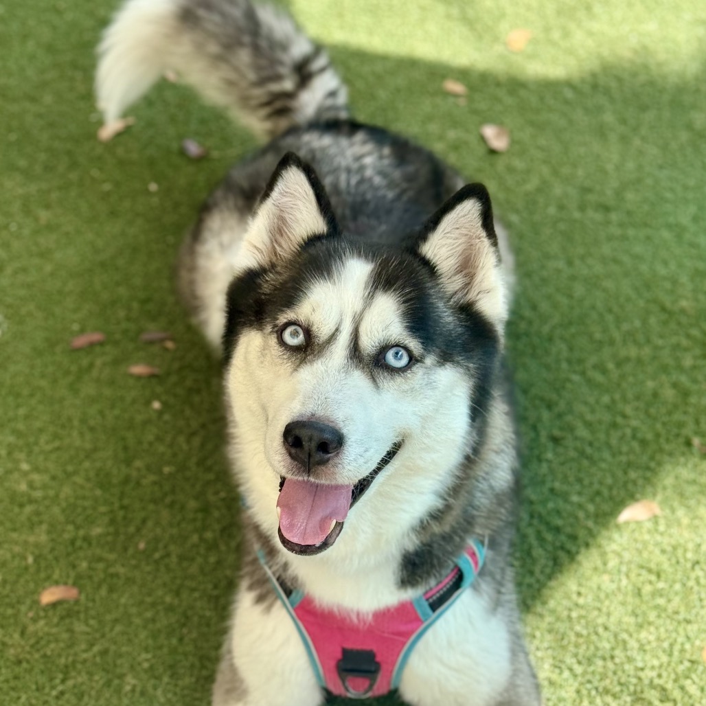 Photo of Rosie playing