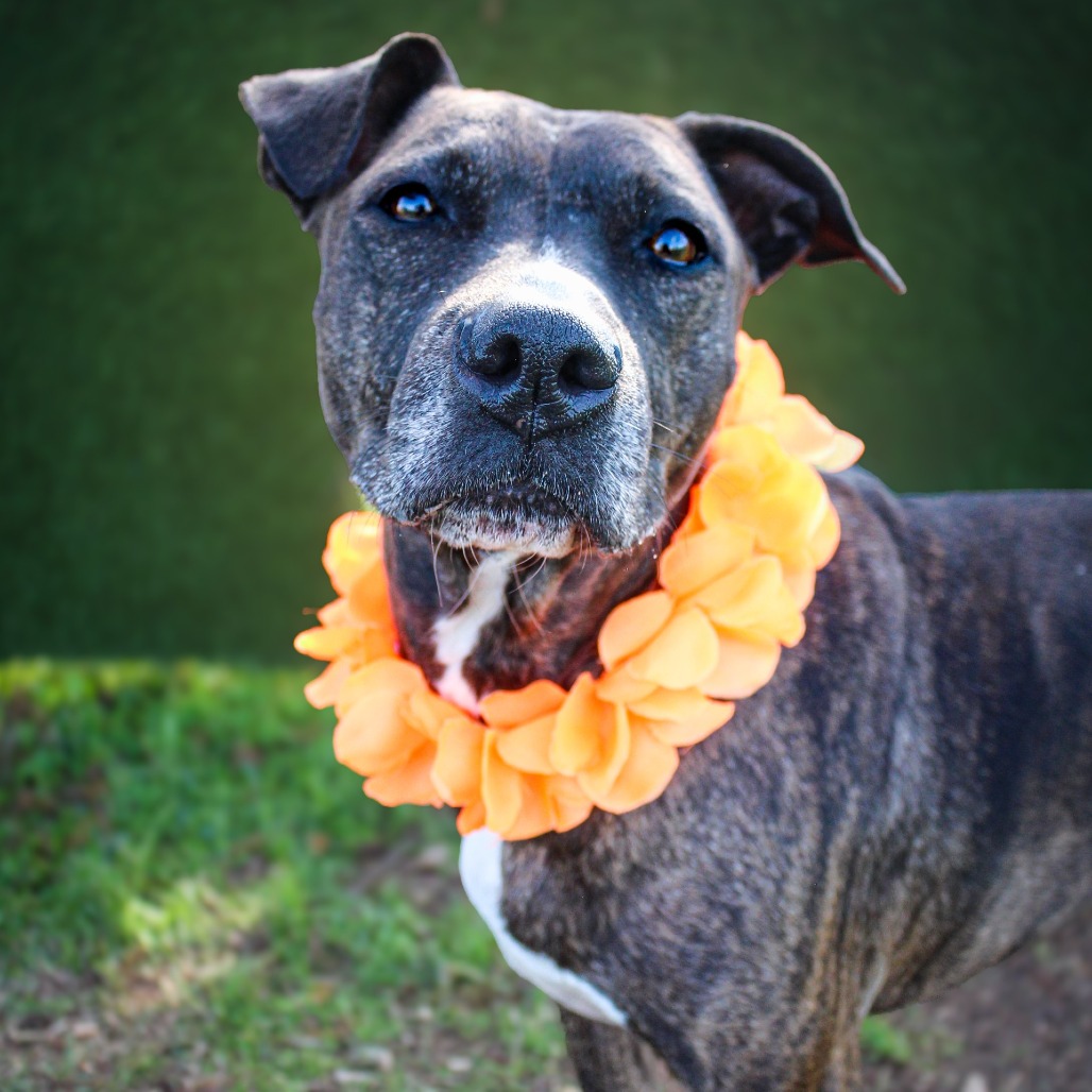 Lilly Mae, an adoptable dog at SPCA-BC