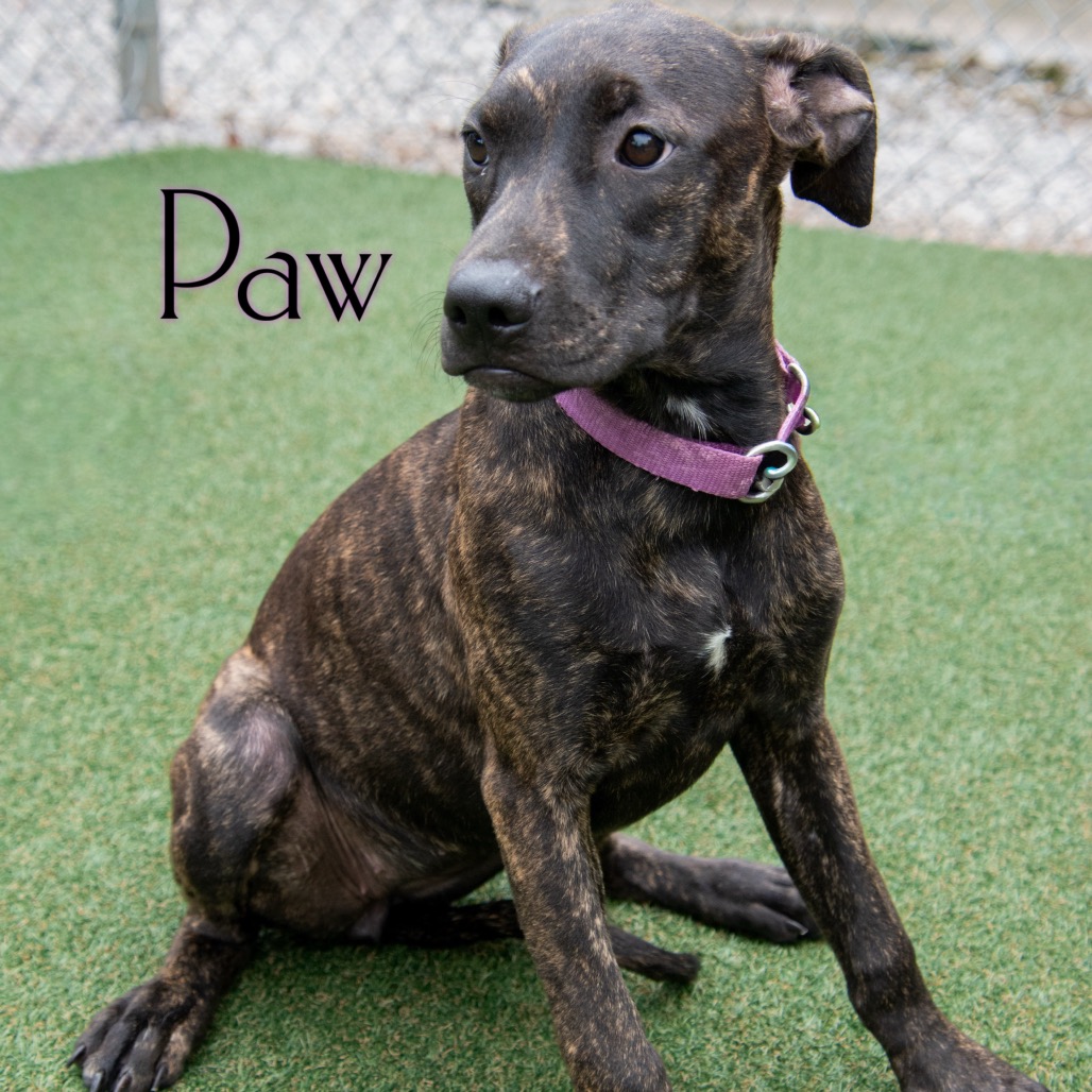 Paw, photo 3