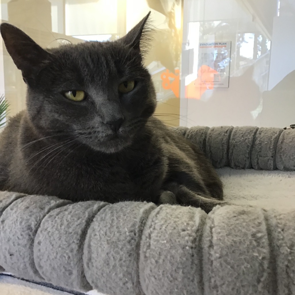 Emma - Domestic Shorthair
