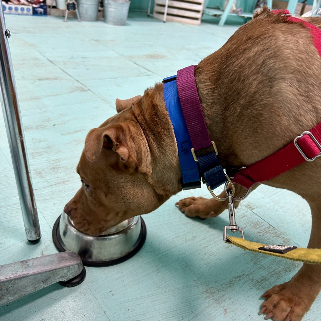 Photo of Minestrone 16