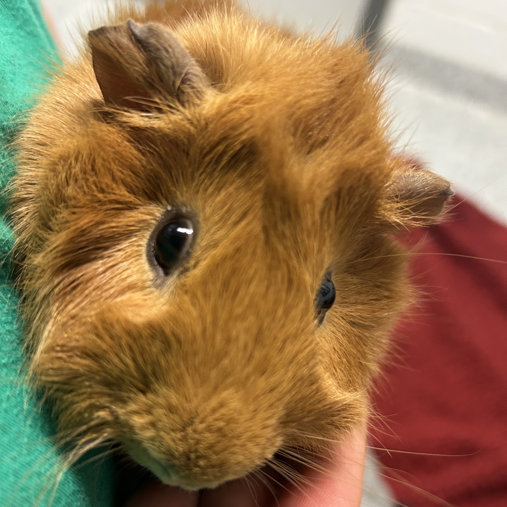 MAROON 5 - American available for adoption