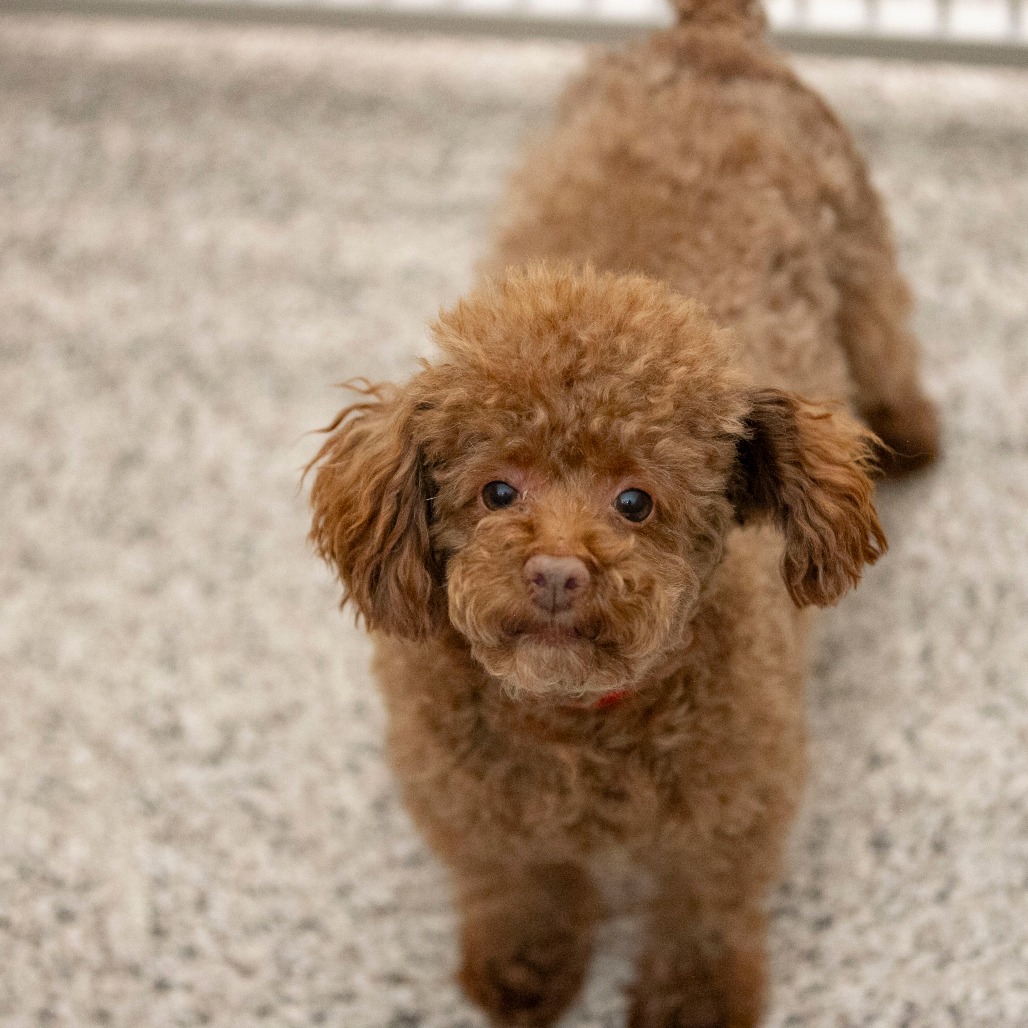 Chase (F26-05), photo 12
