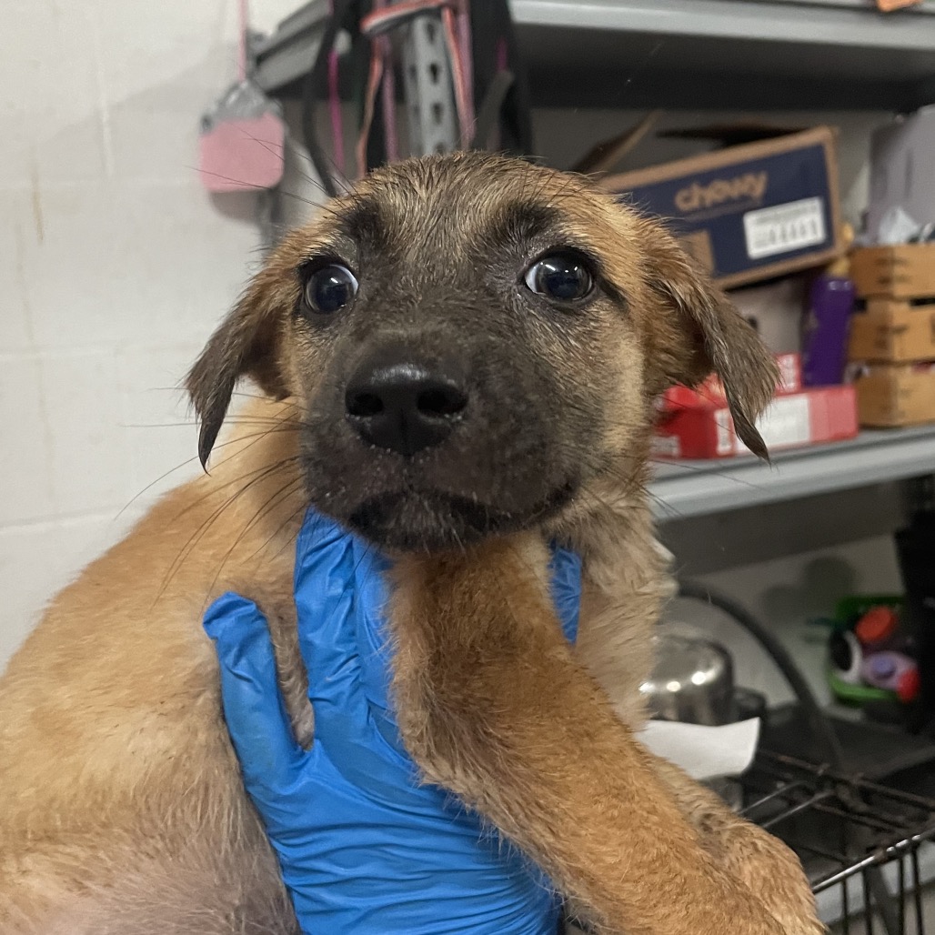 JESSENIA - Shepherd available for adoption
