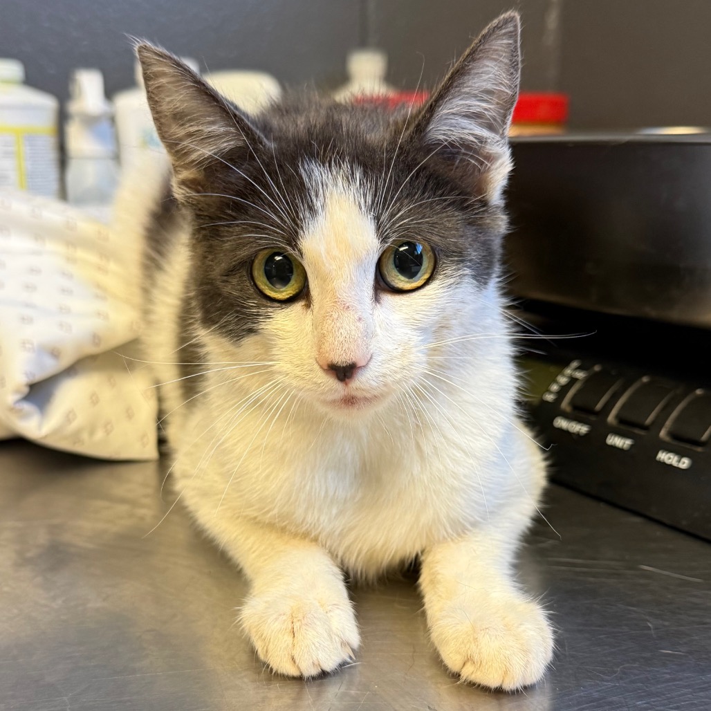 Tusc Stray 84463