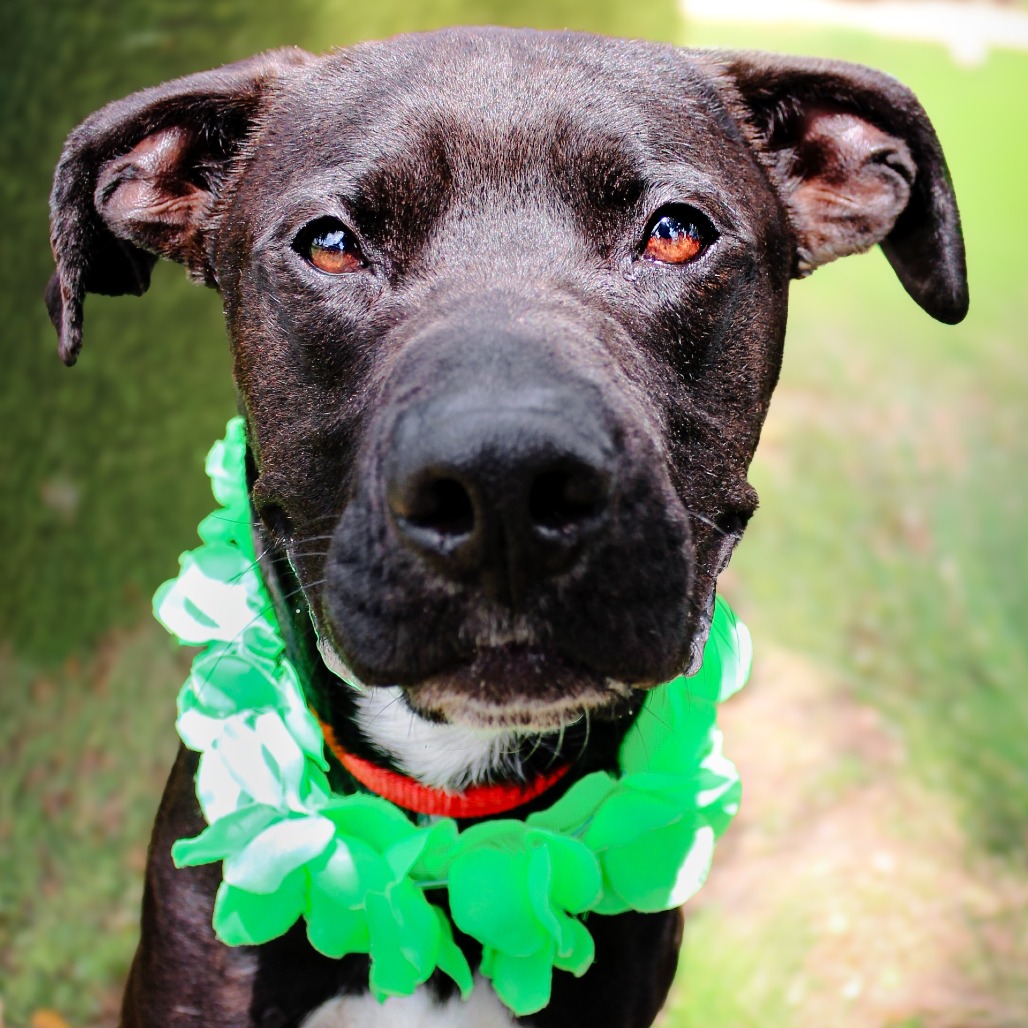 Calvin, an adoptable dog at SPCA-BC
