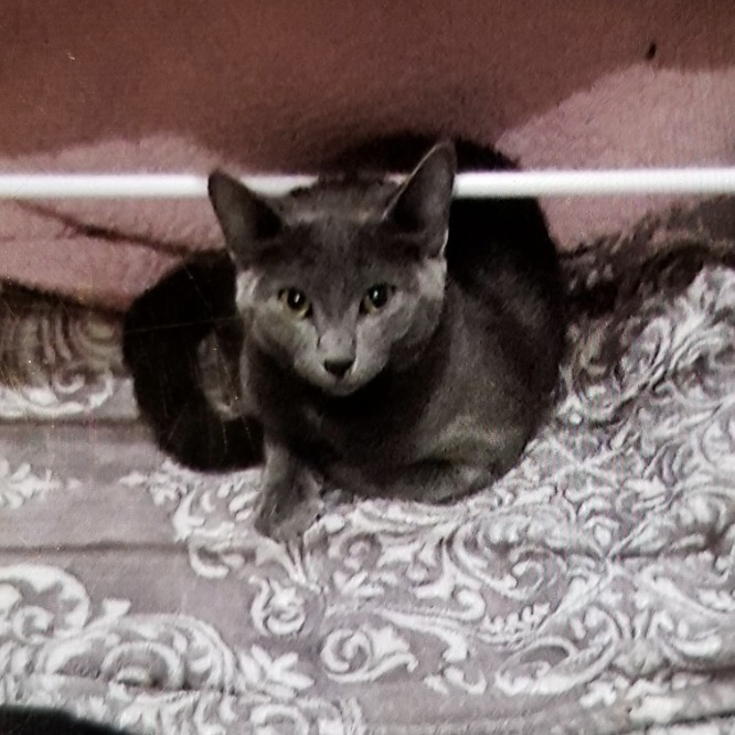 Photo of Stormie (Junior)