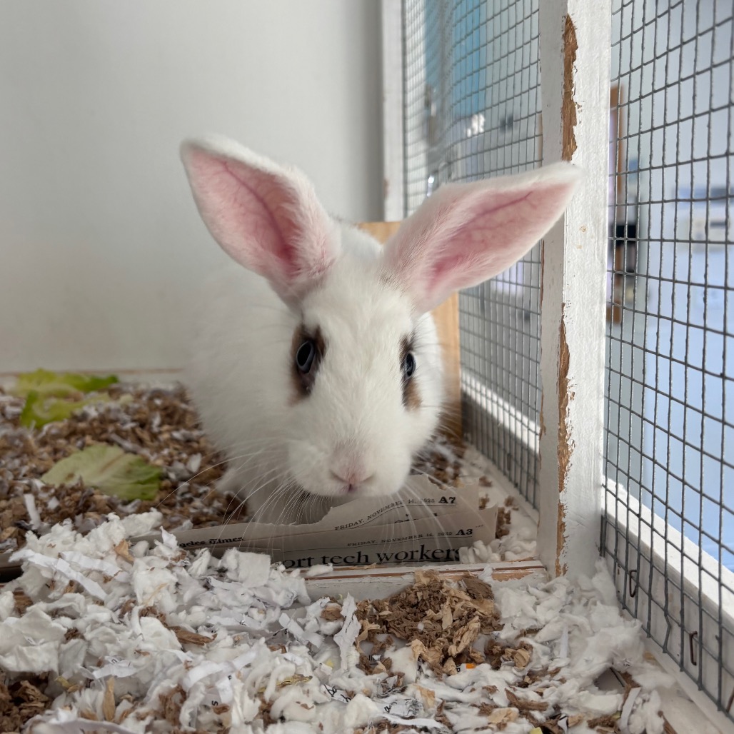 Flopsy Wiggles the