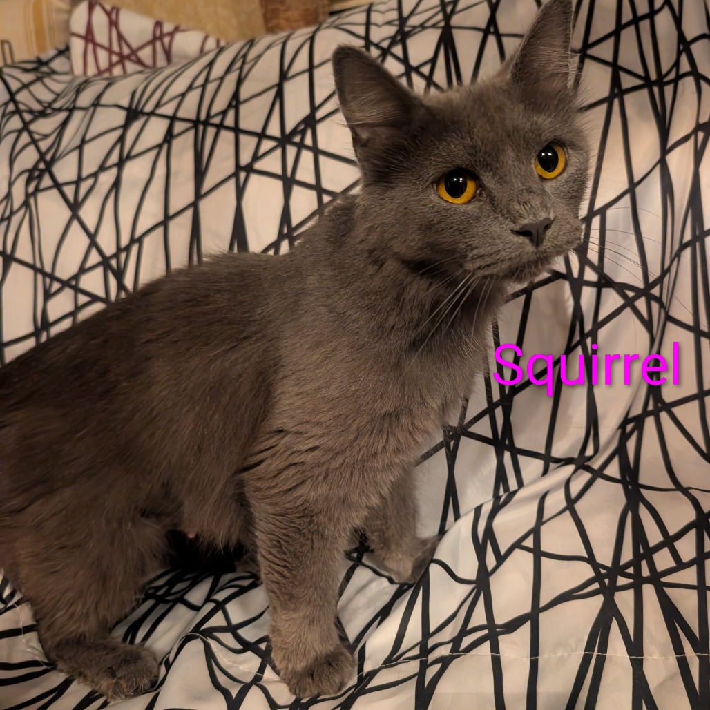 Squirrel, an adoptable cat