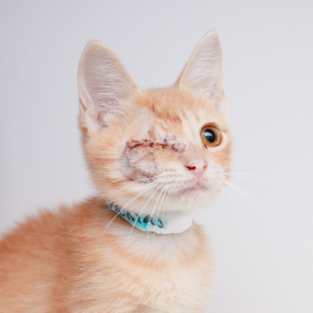 THOMAS - Domestic Shorthair for adoption in Hattiesburg