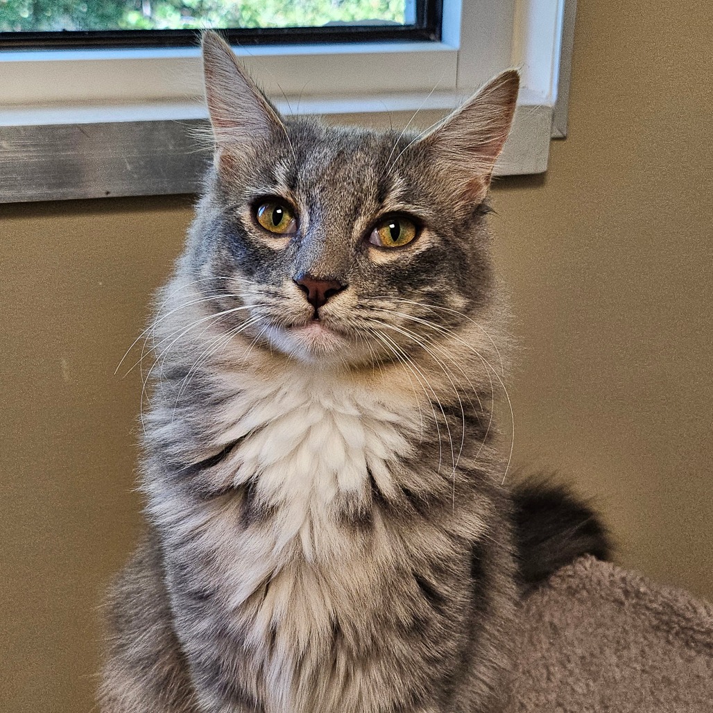 GLINDA - Domestic Medium Hair available for adoption