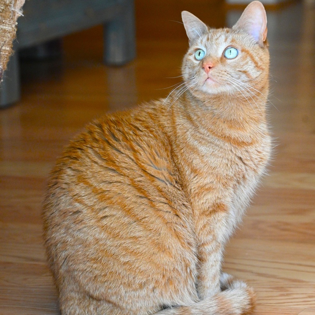DEXTER - Domestic Shorthair for adoption in Frederick