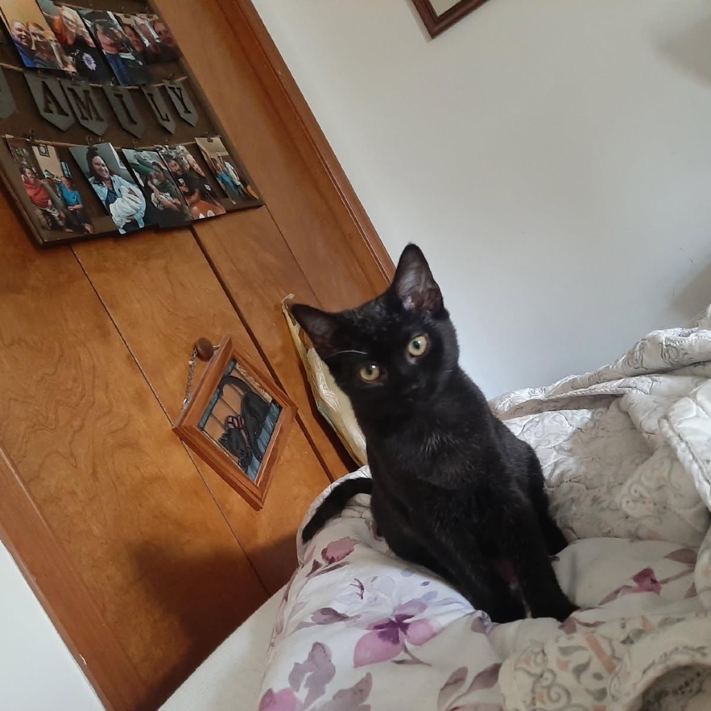 Finley, photo 5