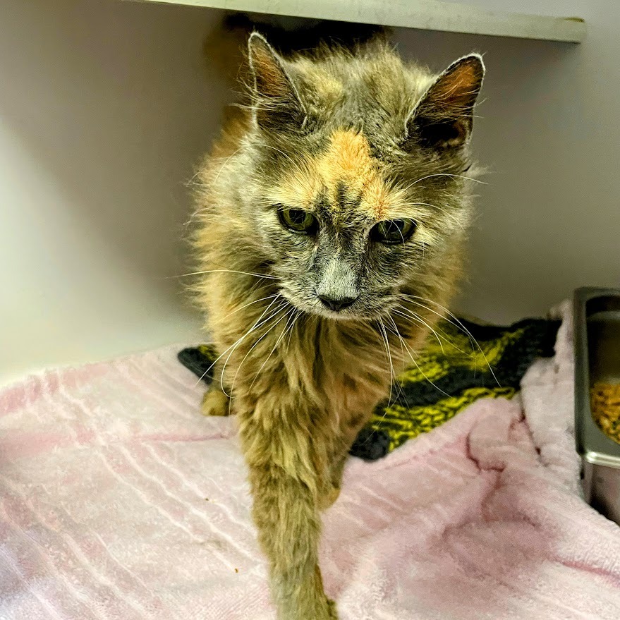 Tindra — thumbnail 4