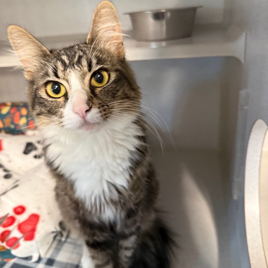 THERESA - Domestic Medium Hair available for adoption