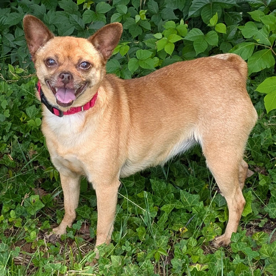 Saira, adoptable senior Chihuahua