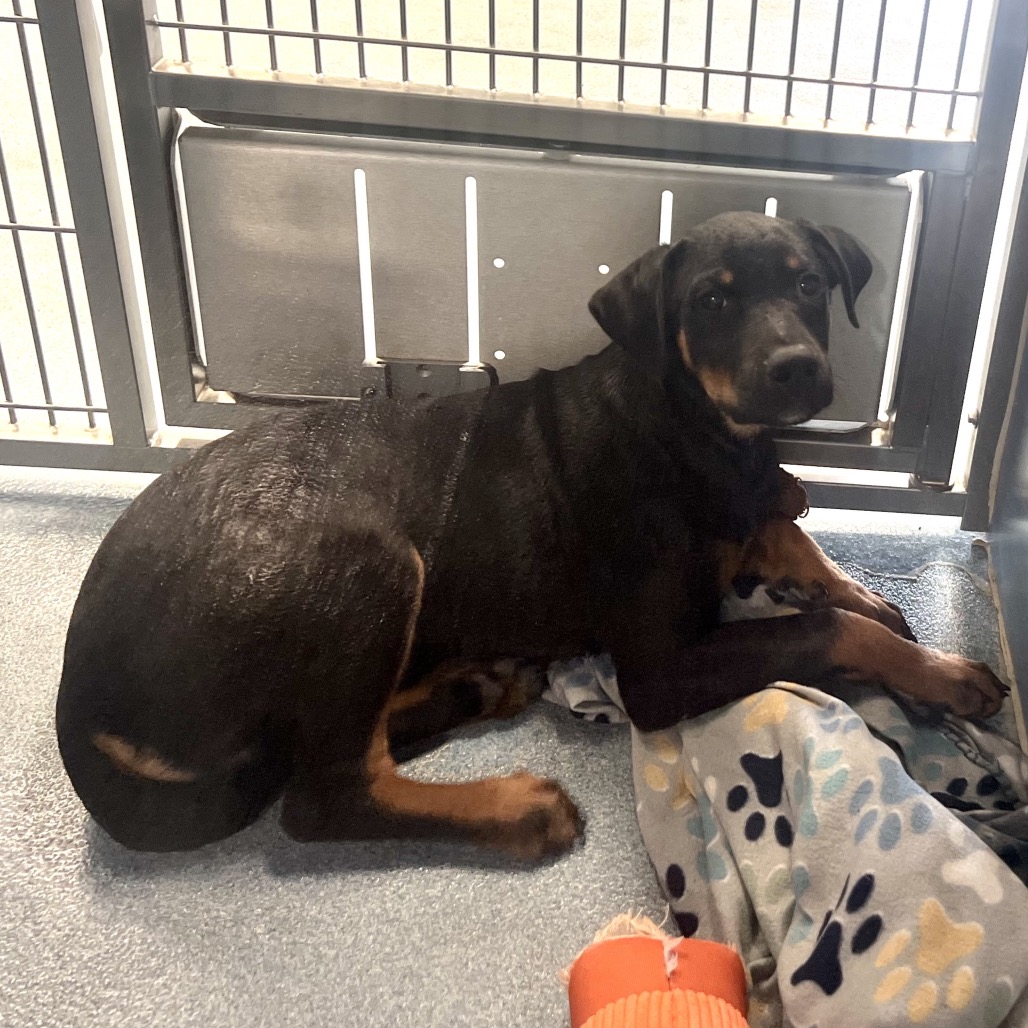 MARSHALL - Shepherd available for adoption