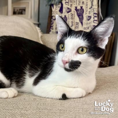 C-REX - Domestic Shorthair available for adoption