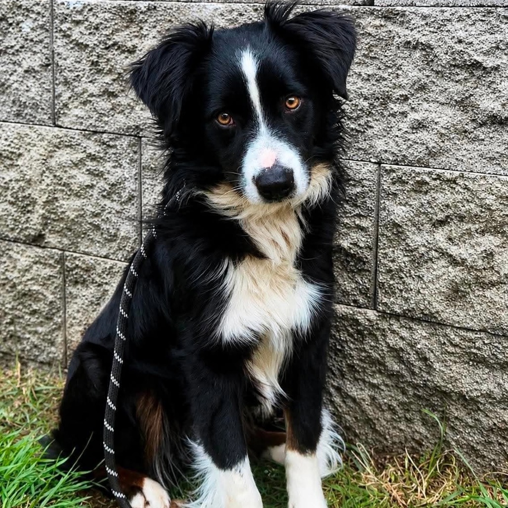 ATLANTIS - Mixed Breed (Medium) available for adoption