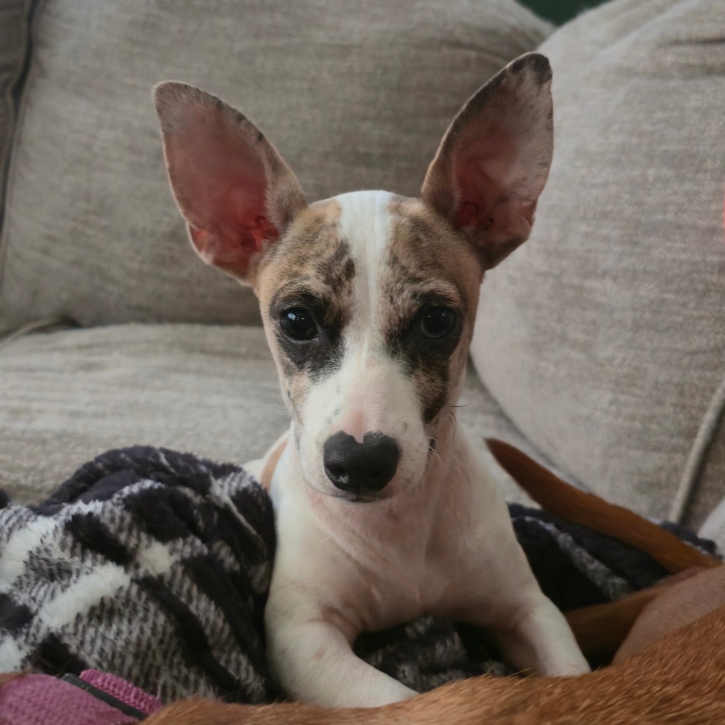 HUEY - Dachshund / Chihuahua for adoption in San Antonio