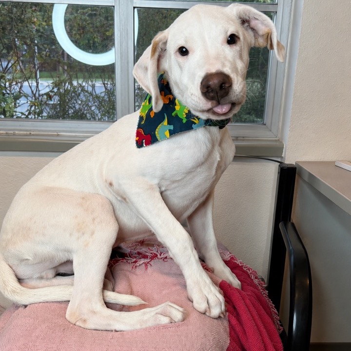 QUESO - Retriever, Labrador / Terrier, American Staffordshire available for adoption