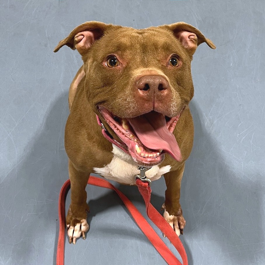 Poochie — thumbnail 5